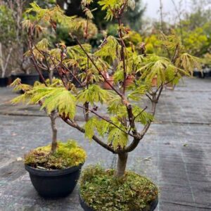 Szőlőlevelű juhar bonsai / Acer circinatum