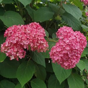 Cserjés hortenzia / Hydrangea arborescens 'Magical Dark Pink'