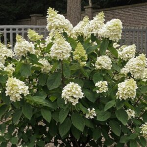 Törpe bugás hortenzia Baby Lace fajta / Hydrangea paniculata 'Baby Lace'