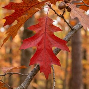 Mocsári tölgy / Quercus palustris 'Isabel'