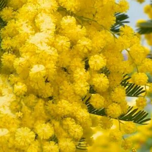 Ezüst akácia / Acacia dealbata 'Mimosa'