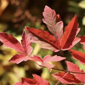 Szürke juhar / Acer griseum