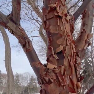 Szürke juhar / Acer griseum