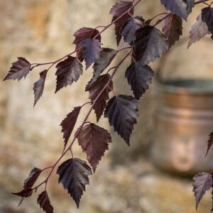 Bordó levelű nyírfa / Betula pendula 'Purpurea'