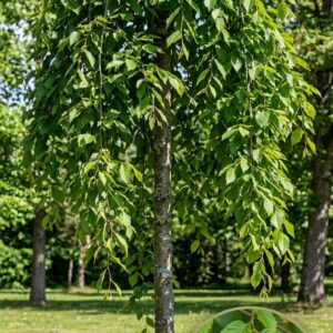Csüngő gyertyán / Carpinus betulus 'Pendula'