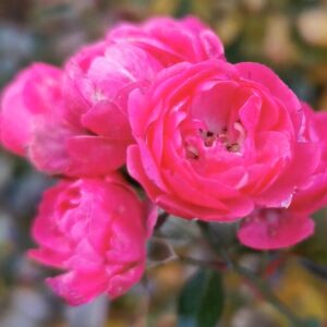 Rózsa / Rosa Lovely Fairy