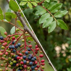 Terpentin pisztácia / Pistacia terebinthus