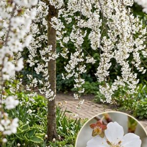 Díszcseresznye / Prunus 'White Fontaine'