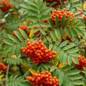 Madárberkenye / Sorbus aucuparia 'Wettra'