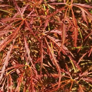 Japán juhar / Acer palmatum 'Ornatum'