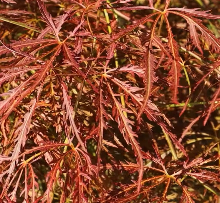 AcerP_Ornatum Japán juhar / Acer palmatum 'Ornatum'