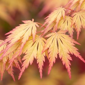 Japán juhar / Acer palmatum 'Orange Lace'