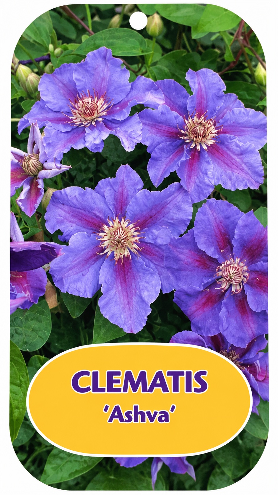 Clematis_ashva Kerti iszalag fajták / Clematis