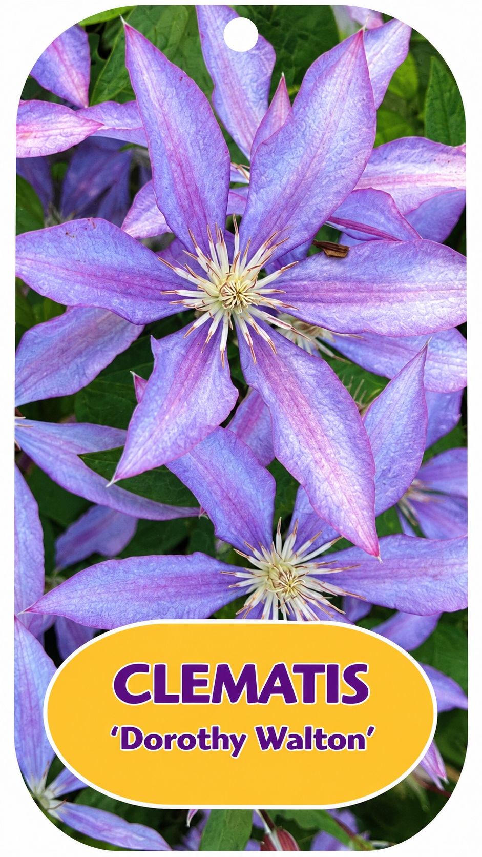 Clematis_dorothy_walton Kerti iszalag fajták / Clematis
