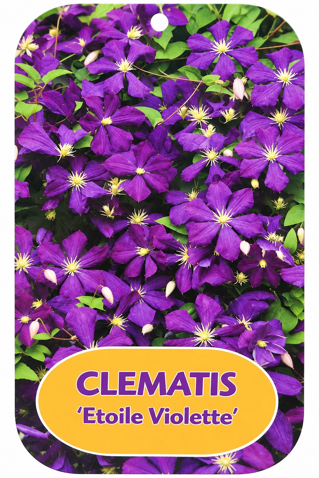 Clematis_etoile_violette Kerti iszalag fajták / Clematis