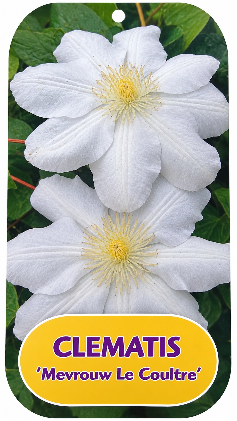 Clematis_mevrouw_le_coultre Kerti iszalag fajták / Clematis