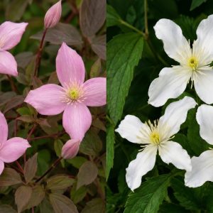 Hegyi iszalag / Clematis montana fajták