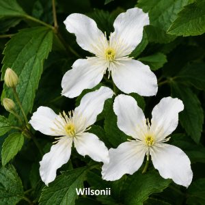 Hegyi iszalag / Clematis montana fajták