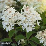 Bugás hortenzia Gardenlights sorozat / Hydrangea paniculata 'Gardenlights'