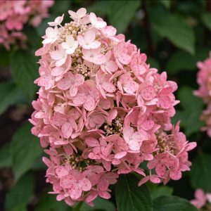 Bugás hortenzia Magical Fire fajta / Hydrangea paniculata 'Magical Fire'