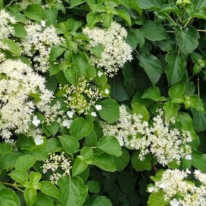 Kúszó hortenzia / Hydrangea anomala petiolaris