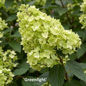 Bugás hortenzia Gardenlights sorozat / Hydrangea paniculata 'Gardenlights'