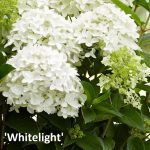 Bugás hortenzia Gardenlights sorozat / Hydrangea paniculata 'Gardenlights'
