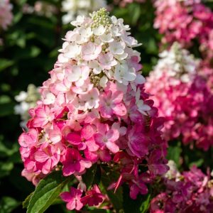 Bugás hortenzia Magical Vesuvio fajta / Hydrangea paniculata 'Magical Vesuvio'