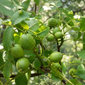Törpe dió / Juglans regia Mini Multiflora
