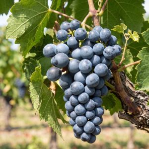 Muscat Bleu Csemegeszőlő