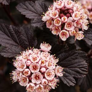 Bangitalevelű hólyagvessző / Physocarpus opulifolius 'Panther'