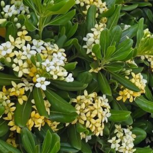 Kínai enyvesmag / Pittosporum tobira