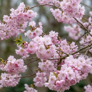 Díszcseresznye / Prunus 'Accolade'
