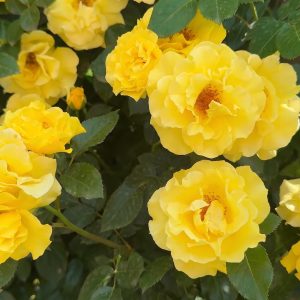 Rózsa / Rosa Golden Shower