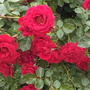 Rózsa / Rosa Sympathie
