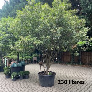 Korallberkenye Red Robin fajta (formára nevelt) / Photinia fraseri ‘Red Robin’