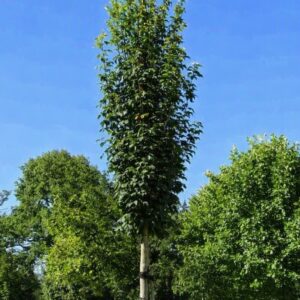 Oszlopos mezei juhar / Acer campestre 'Lienco'