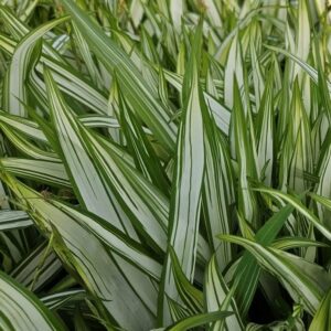 Széleslevelű sás / Carex siderosticta 'Shiro'