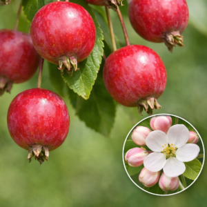 Díszalma Malus 'Fontana'