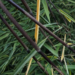 Fekete Bambusz / Fargesia nitida ‘Black Pearl’