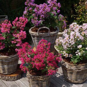 Törpe selyemmirtusz / Lagerstroemia indica 'With Love'® fajtasorozat
