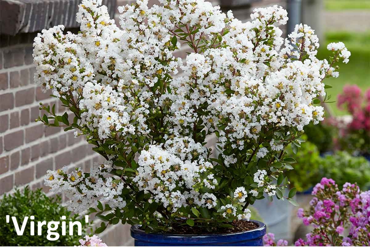 Lagerstroemia-_With-Love-Virgin Törpe selyemmirtusz / Lagerstroemia indica