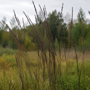 Magas kékperje / Molinia caerulea 'Black Arrows'