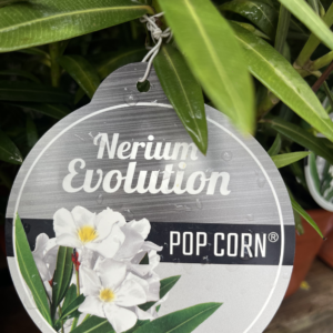 Kompakt növekedésű leander / Nerium oleander 'Evolution'®