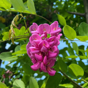 Akác / Robinia pseudoacacia 'Casque Rouge'