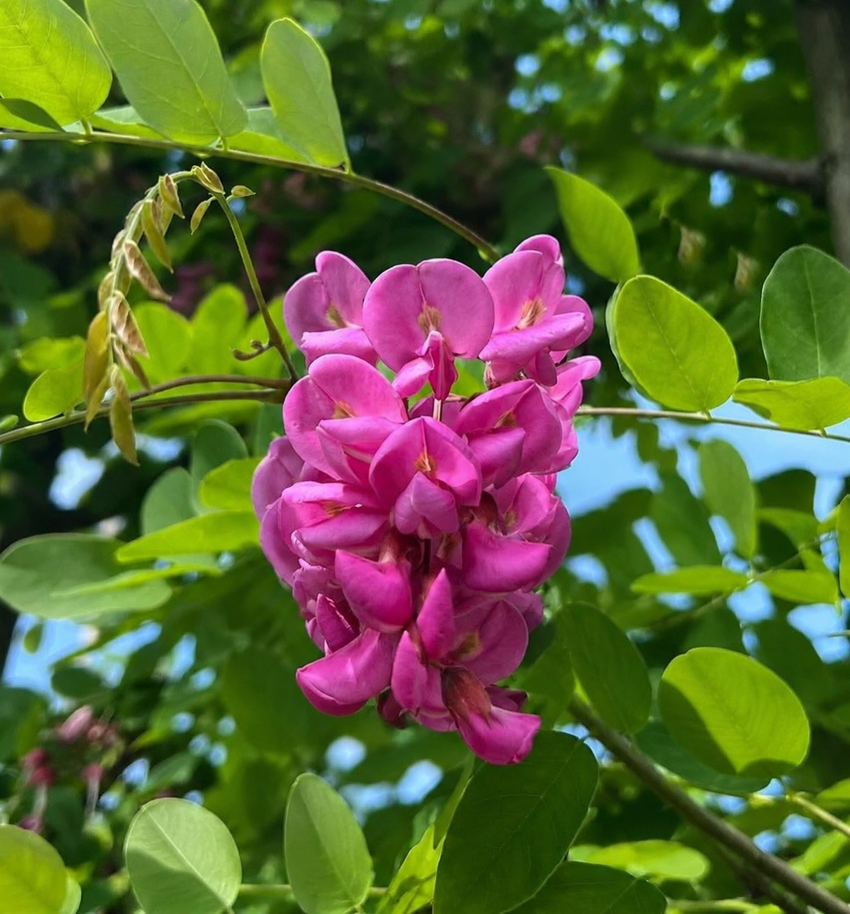 Robinia_pseudoacacia_Casque_Rouge Akác / Robinia pseudoacacia 'Casque Rouge'