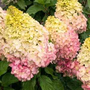 Bugás hortenzia Hercules fajta / Hydrangea paniculata ‘Hercules’