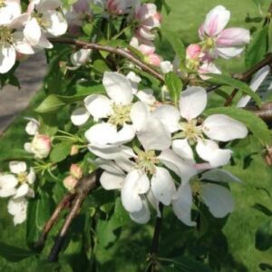 Díszalma / Malus 'Fontana'