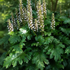 Acanthus mollis / Medveköröm