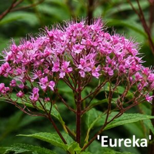 Sédkender / Eupatorium